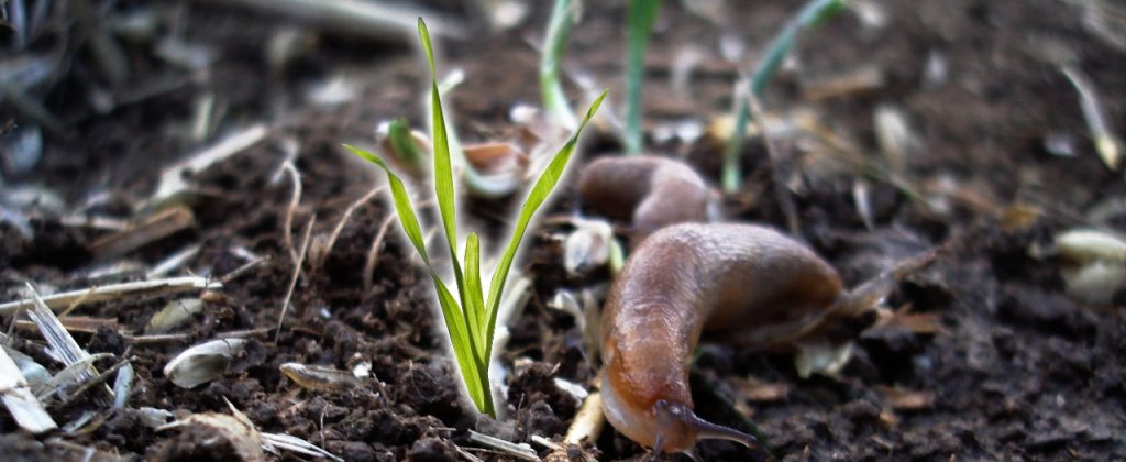 Find out about the quest for slug-resistant wheat