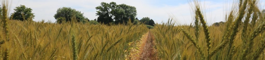 ‘Slug-resistant’ wheat -Year 1