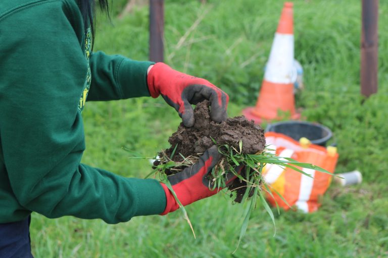 Root Rangers to trial ‘remarkable’ wheat