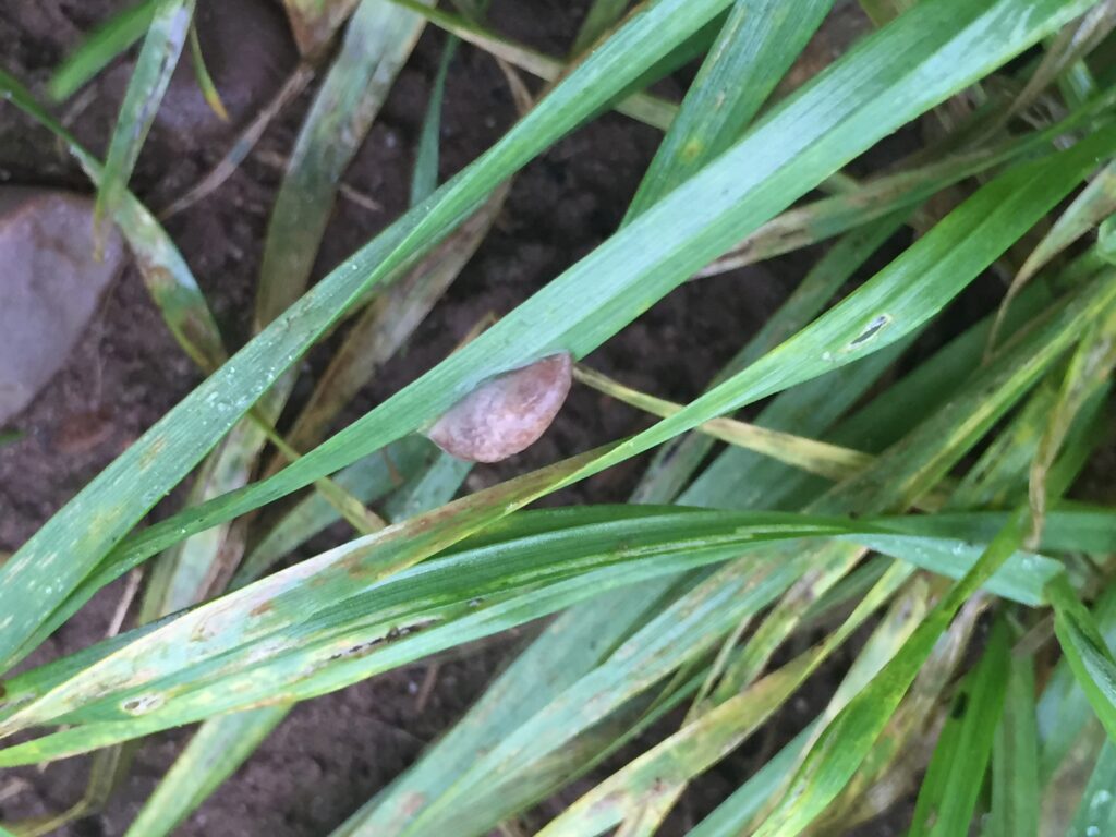 High-tech imaging could transform how farmers monitor slug populations