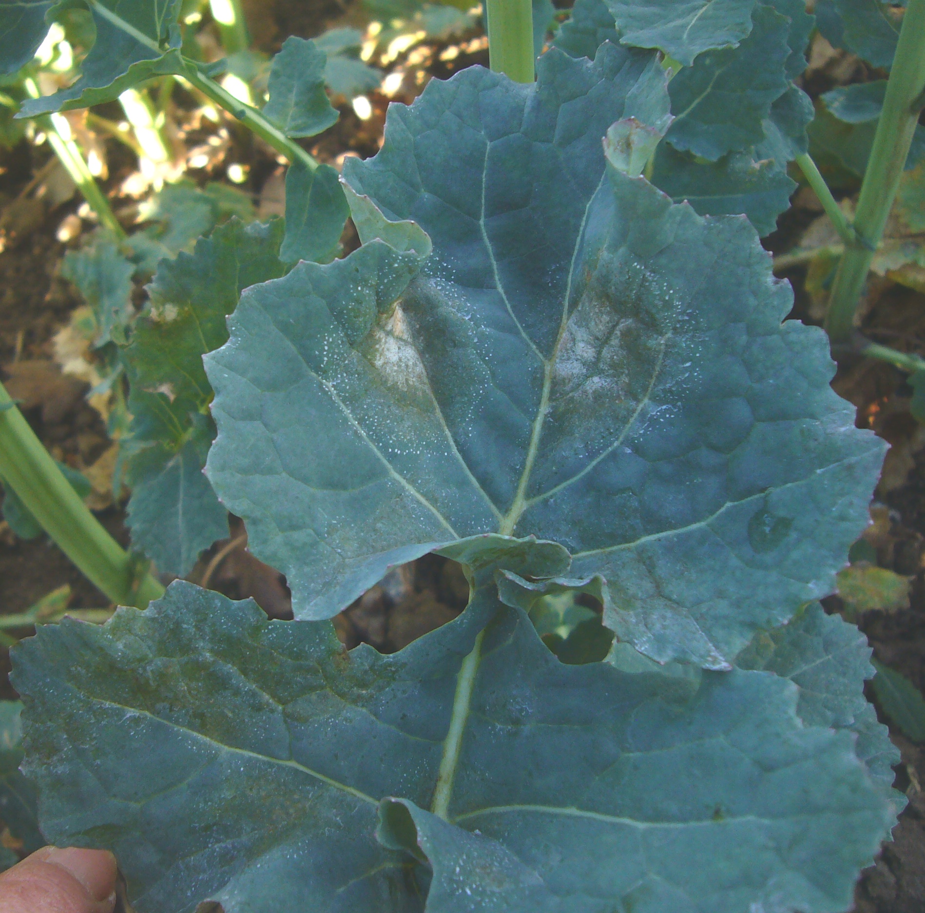 Major oilseed rape project seeks ‘Spore Scouts’ to support light leaf spot research 