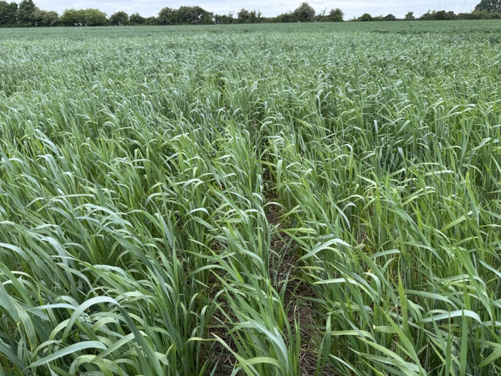 Key genetic markers identified for slug-resistant wheat